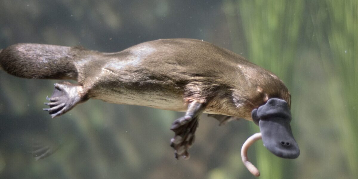 electromagnetic vibrations in platypus