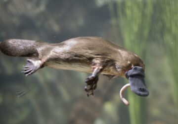 electromagnetic vibrations in platypus